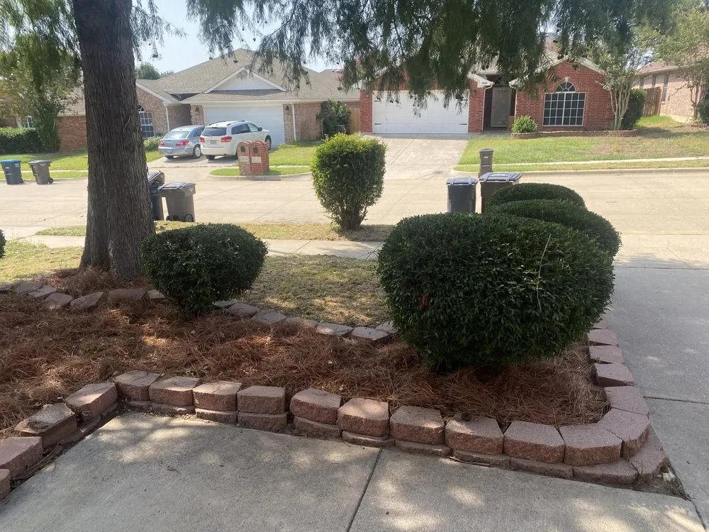 Local yard cleanup service in North Richland Hills, TX - Magnificent Care