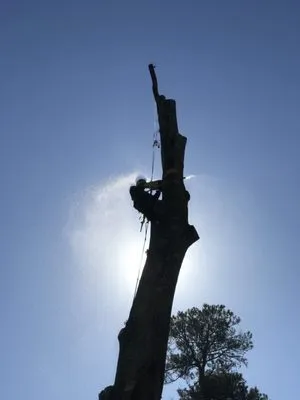 Magnolia Landscapes Logo