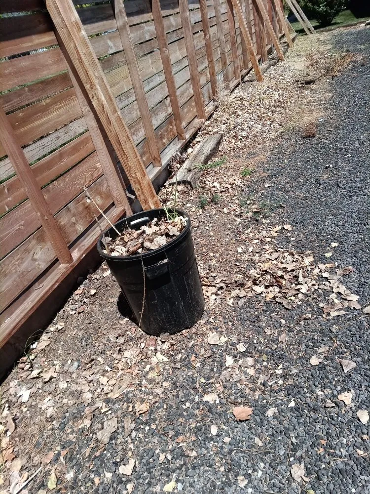 Affordable outdoor landscaping in Carson City, NV - Magnolia Landscaping & Maintenance