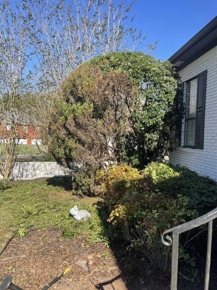 Affordable lawn care service in Albertville, AL by Magnolia Landscaping & Tree Service