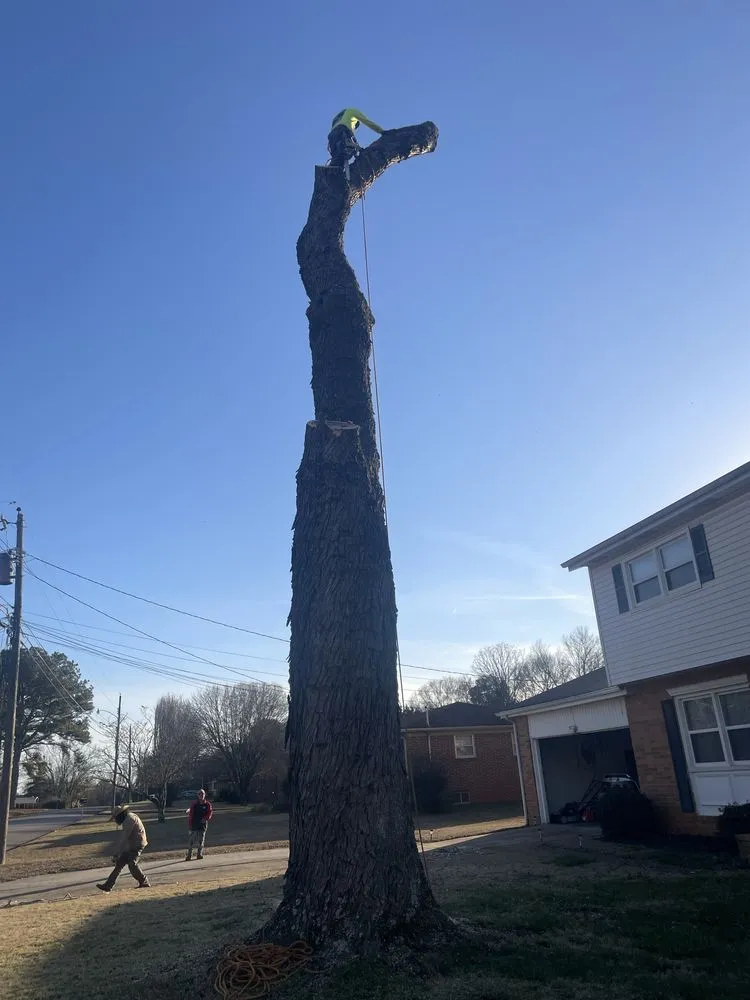 Professional yard maintenance in Albertville, AL - Magnolia Landscaping & Tree Service