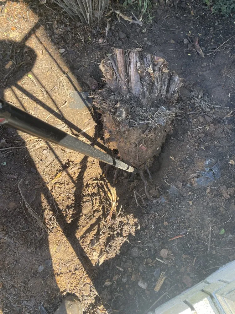 Affordable yard cleanup service in Albertville, AL by Magnolia Landscaping & Tree Service