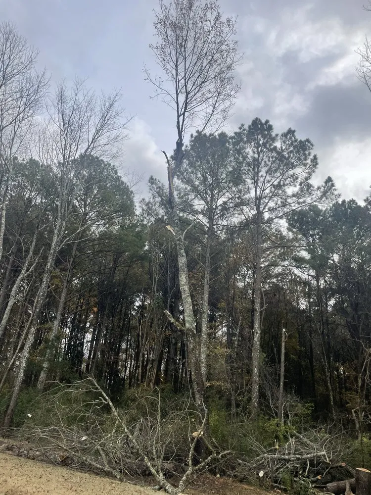 Professional outdoor landscaping in Albertville, AL by Magnolia Landscaping & Tree Service