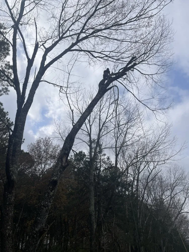 Expert landscape design for year-round maintenance across Albertville, AL - Magnolia Landscaping & Tree Service