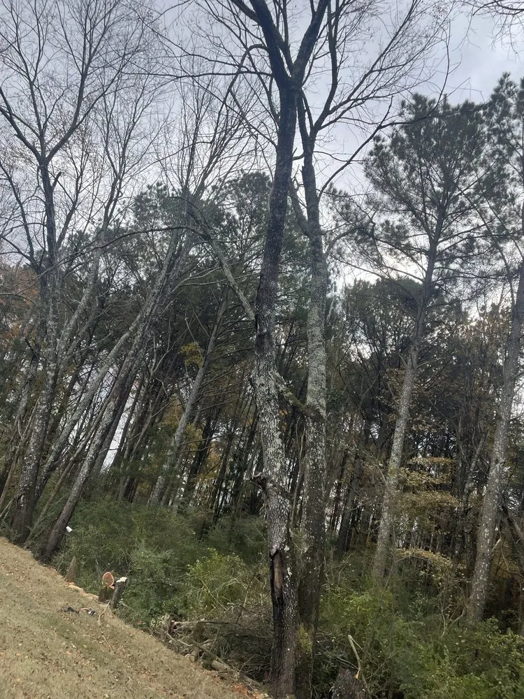 Trusted yard cleanup service for homes across Albertville, AL - Magnolia Landscaping & Tree Service