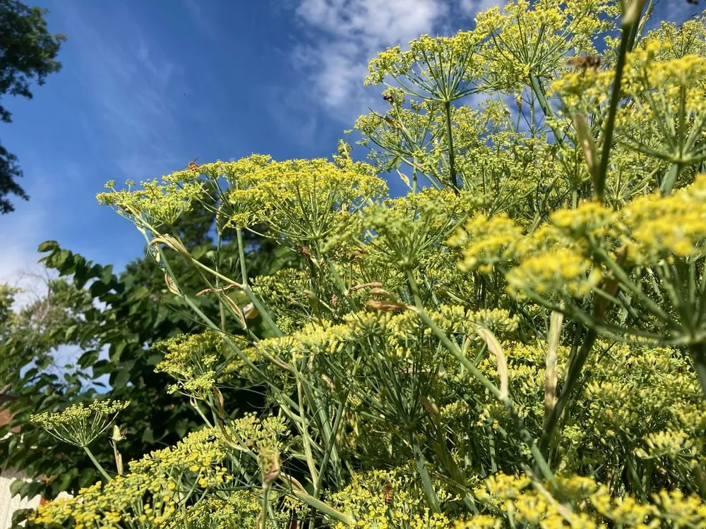 Affordable outdoor landscaping in Denver, CO by Magnolia Landscaping