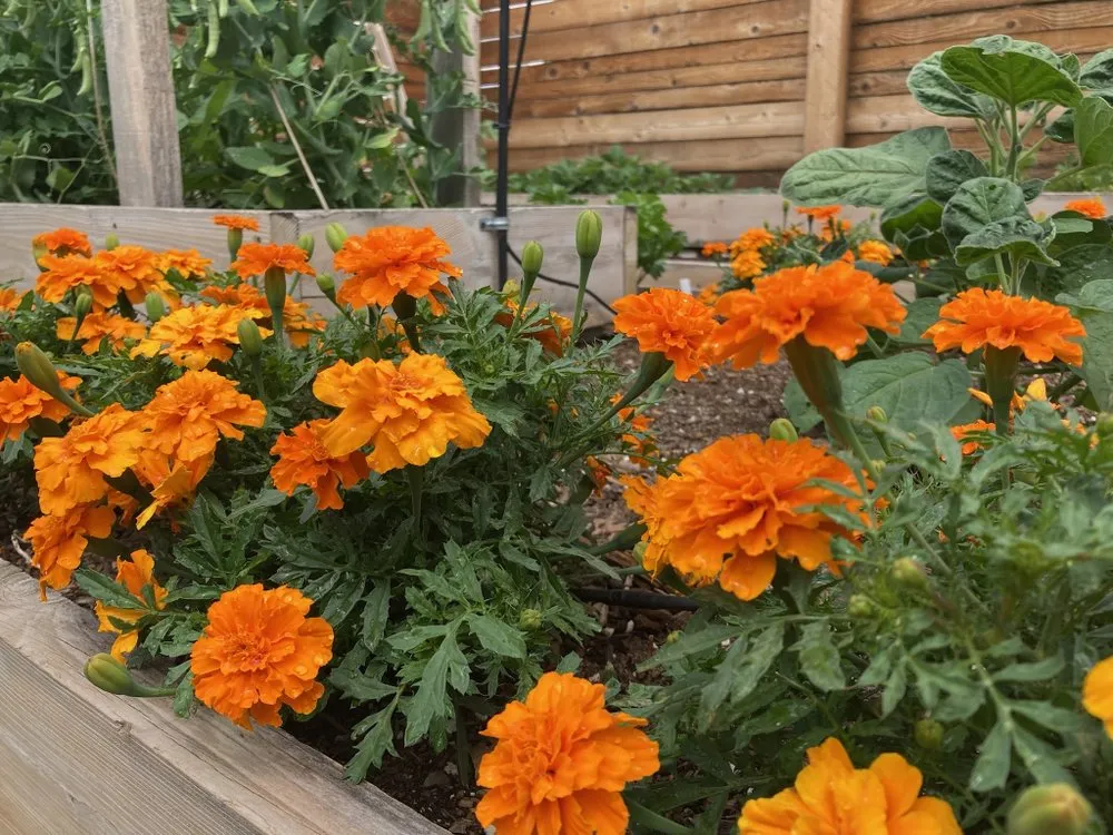 Custom yard cleanup service for beautiful yards in Denver, CO by Magnolia Landscaping