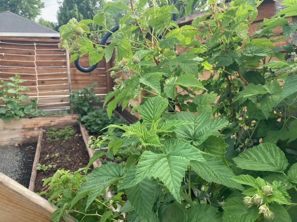 Trusted garden landscaping for residential properties in Denver, CO by Magnolia Landscaping