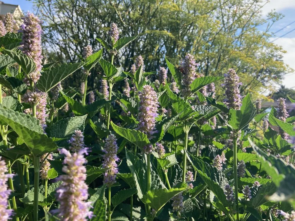 Expert yard maintenance experts serving Denver, CO - Magnolia Landscaping