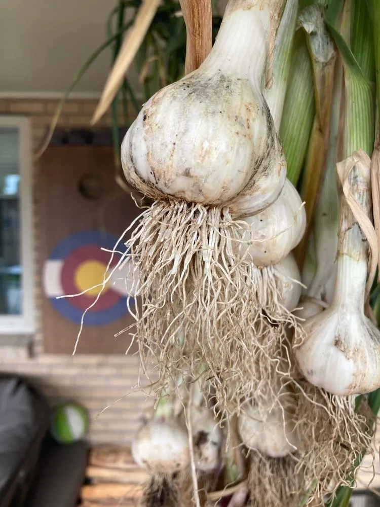 Top-rated landscape design experts serving Denver, CO - Magnolia Landscaping