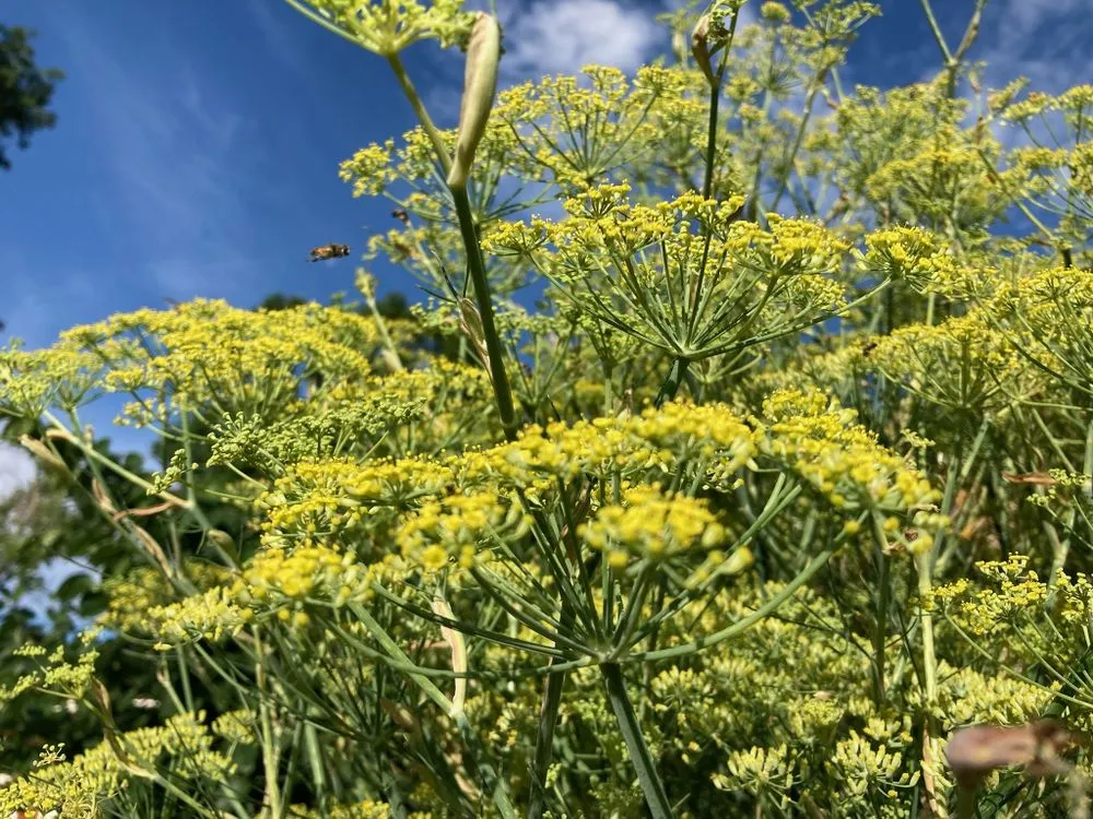 Custom outdoor landscaping experts serving Denver, CO - Magnolia Landscaping