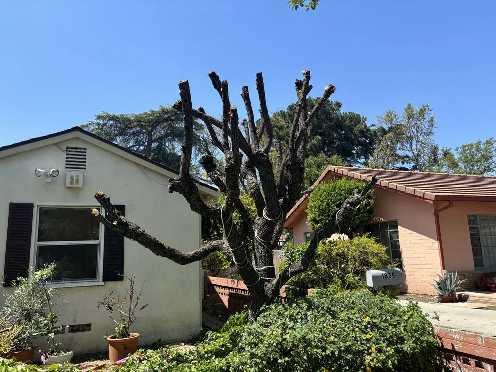 Custom residential landscaping with custom design across Glendora, CA - Magnolia Landscaping