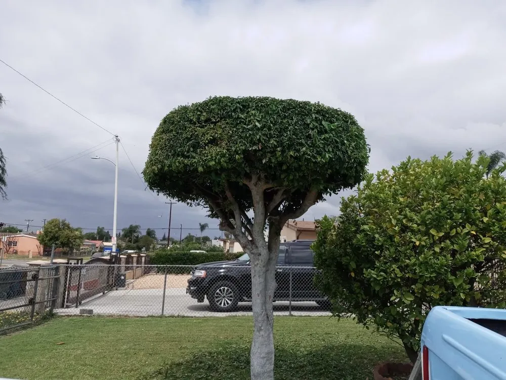 Top-rated landscape design experts serving Glendora, CA - Magnolia Landscaping