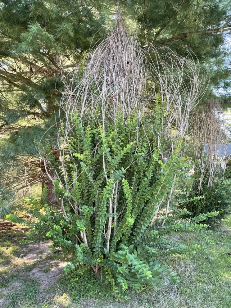 Custom landscaping services in Pea Ridge, AR by Magnolia Landscaping