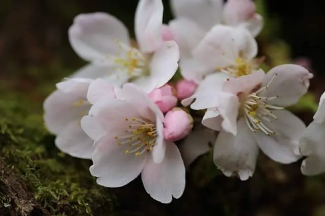 Custom lawn care service experts serving Seattle, WA - Magnolia Lawn & Garden Service