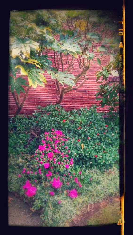 Trusted lawn mowing service experts serving Seattle, WA - Magnolia Lawn & Garden Service