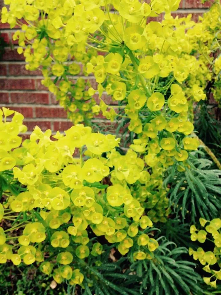 Expert landscaping services near you in Seattle, WA by Magnolia Lawn & Garden Service