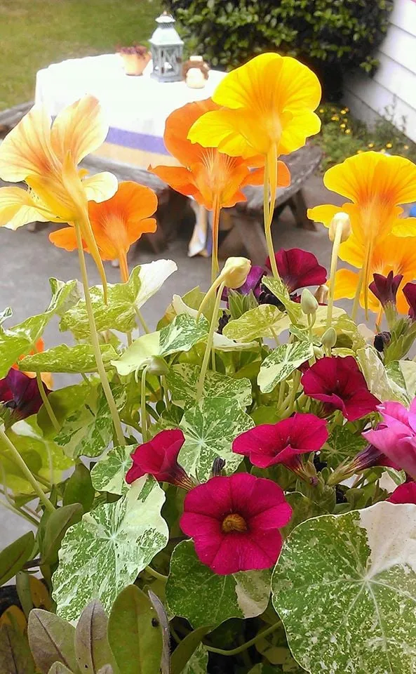 Reliable landscape design experts serving Seattle, WA - Magnolia Lawn & Garden Service