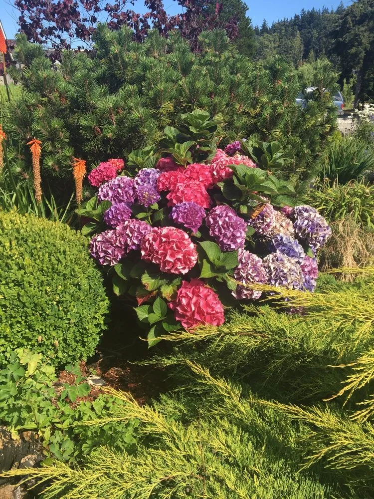 Affordable lawn care service in Seattle, WA by Magnolia Lawn & Garden Service