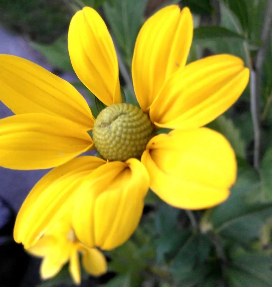 Expert landscaping services experts serving Seattle, WA - Magnolia Lawn & Garden Service