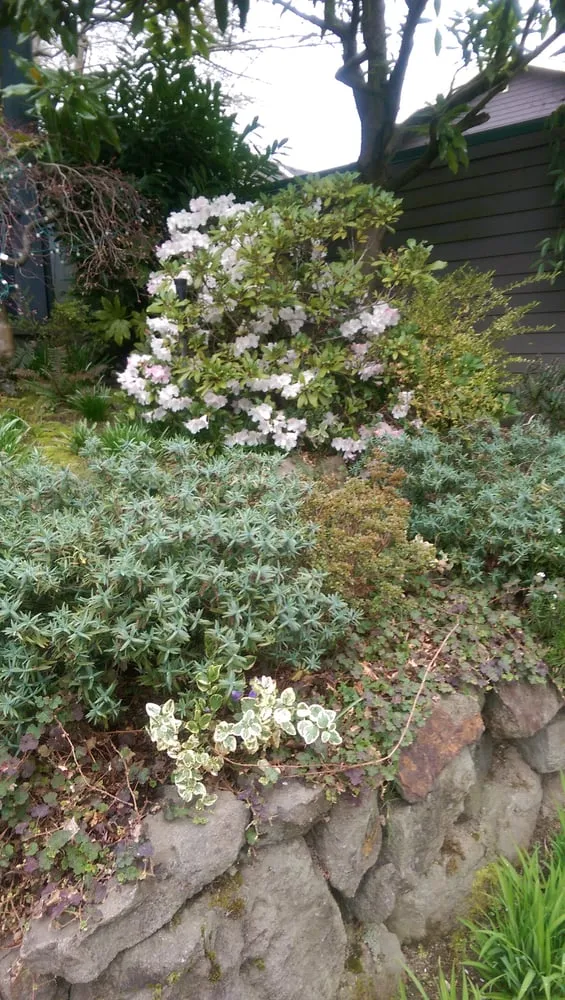 Custom lawn mowing service experts serving Seattle, WA - Magnolia Lawn & Garden Service