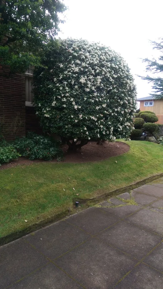 Reliable landscape installation for homes across Seattle, WA - Magnolia Lawn & Garden Service