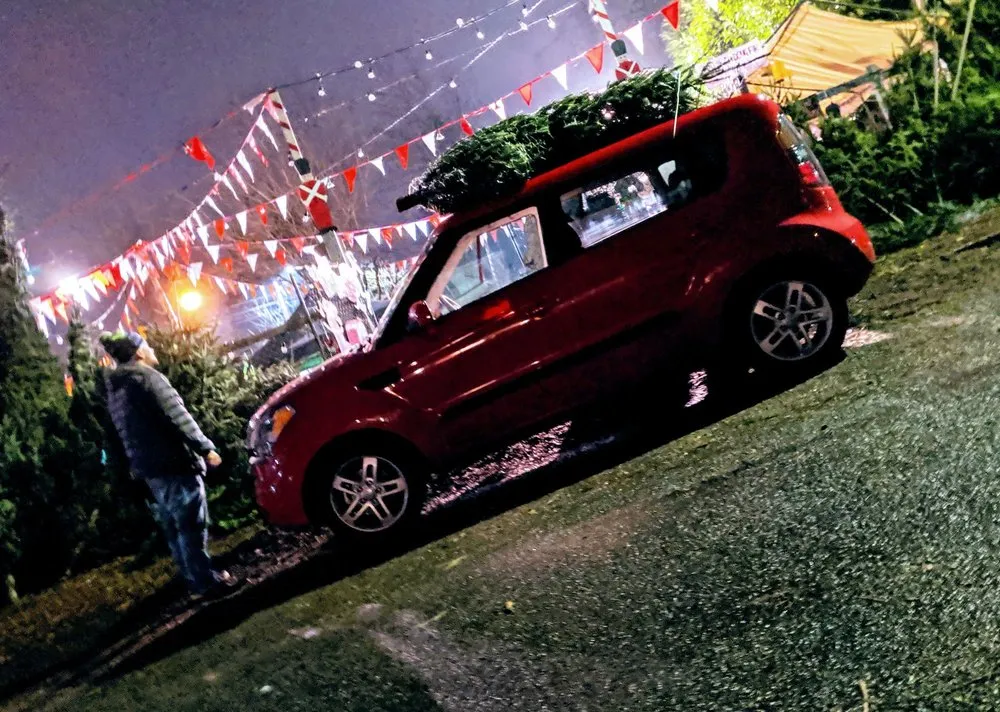 Expert yard cleanup service in Seattle, WA by Magnolia Lawn & Garden Service