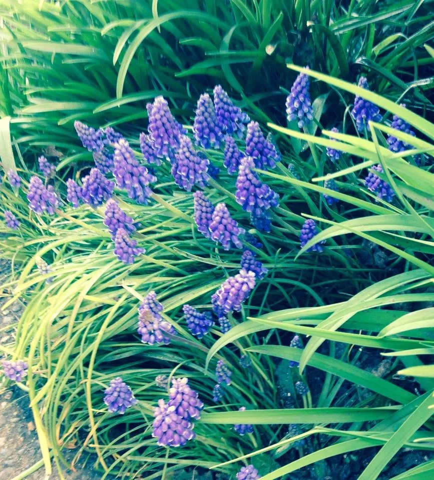 Professional lawn care service for residential properties across Seattle, WA - Magnolia Lawn & Garden Service