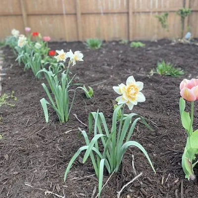 Magnolia Lawn Care Logo