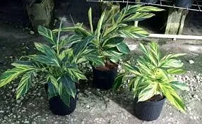 Expert yard cleanup service near you in Magnolia, TX by Magnolia Lawns