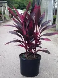 Expert landscape installation in Magnolia, TX - Magnolia Lawns