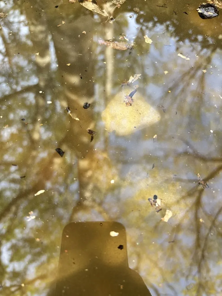 Reliable landscape design in Spring, TX by Magnolia Ponds