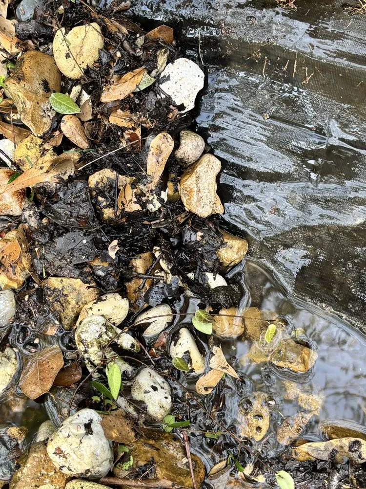 Top-rated yard cleanup service experts serving Spring, TX - Magnolia Ponds