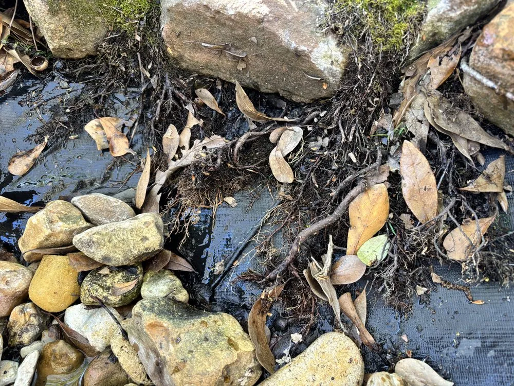 Custom yard cleanup service in Spring, TX - Magnolia Ponds