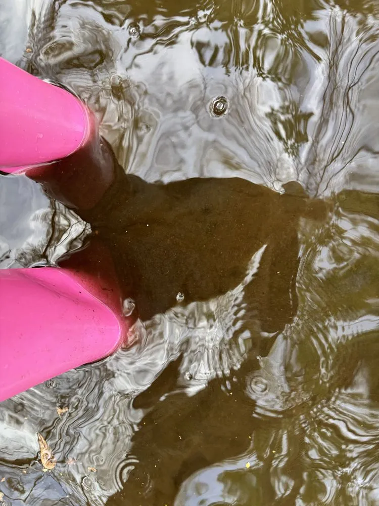 Professional garden landscaping for residential properties across Spring, TX - Magnolia Ponds