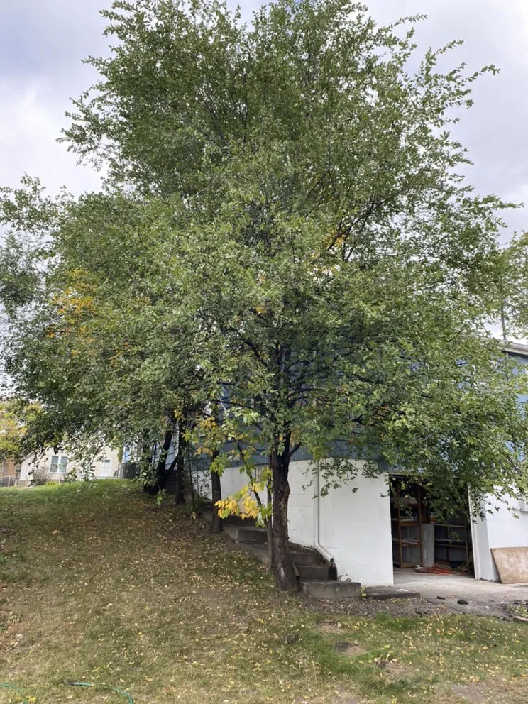 Expert lawn mowing service for outdoor upgrades across Hopkins, MN - Magnolia Services