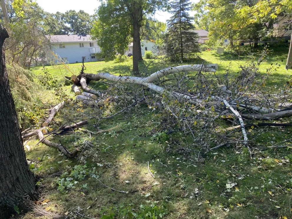 Local yard cleanup service for beautiful yards across Hopkins, MN - Magnolia Services