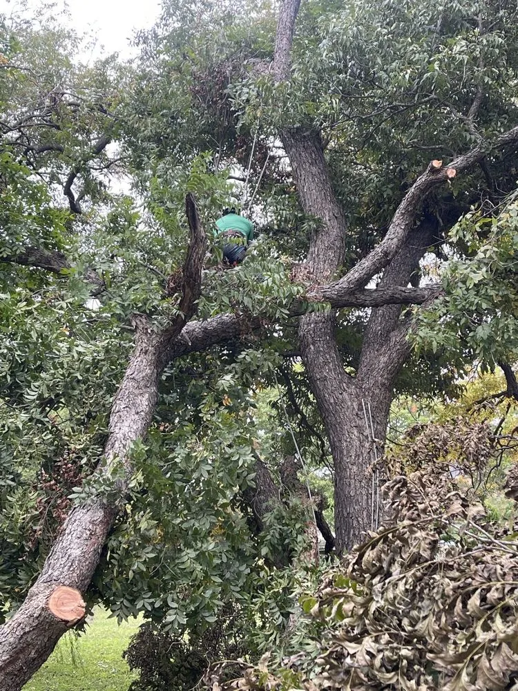 Reliable landscape design for outdoor upgrades across Irving, TX - Magnolia Sod Turf & Landscape Services