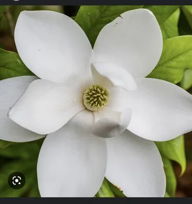 Magnolia Sod Turf & Landscape Services