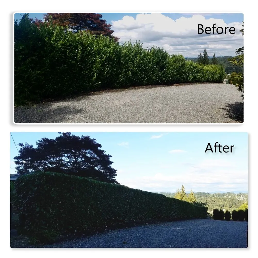 Trusted lawn care service in Lakewood, WA - Mago Landscaping Services