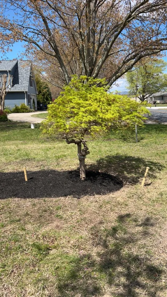 Professional yard maintenance for year-round maintenance in Stevensville, MD by Magothy Landscapes