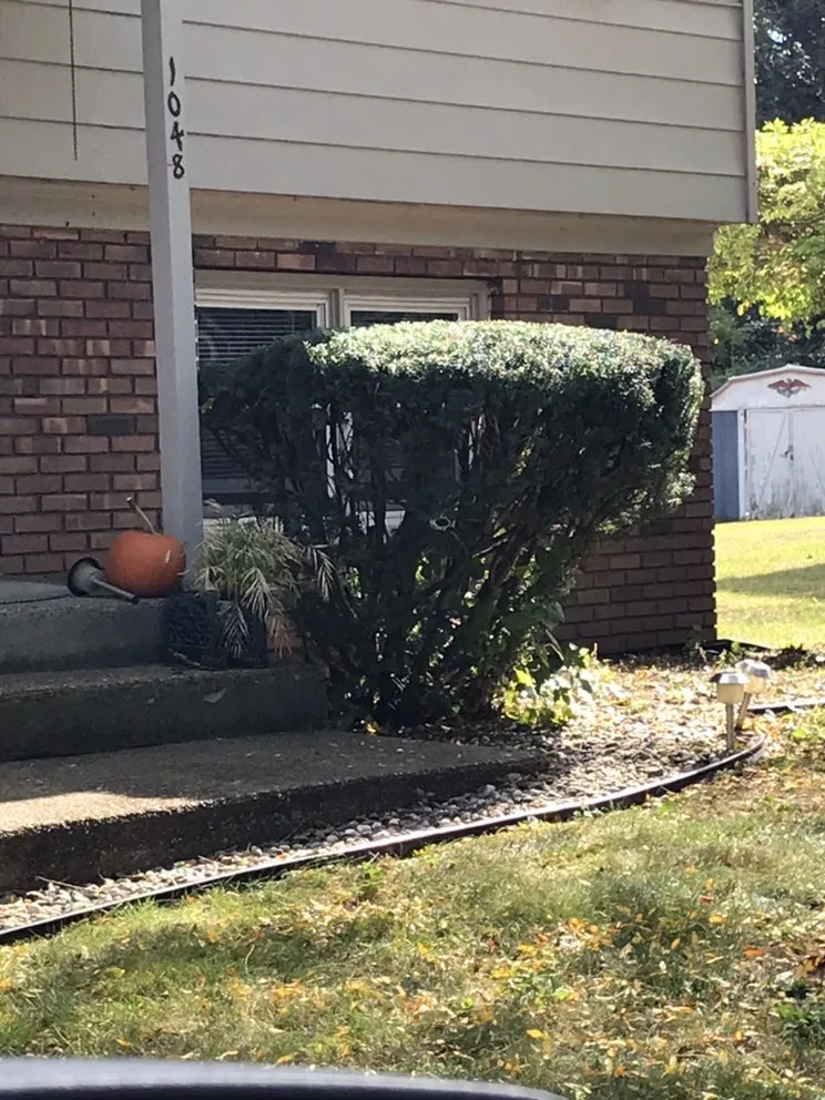 Expert yard cleanup service in Albany, NY by Maher & Brown Property Services