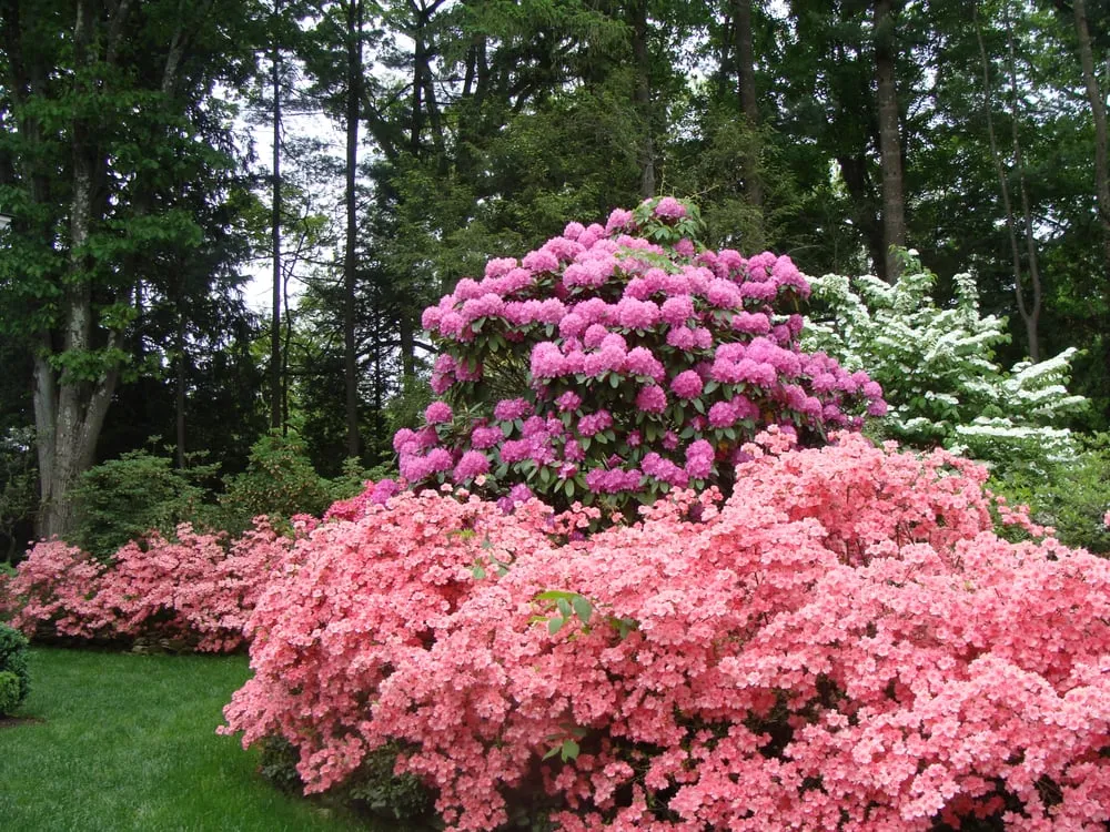Professional landscaping services experts serving Stamford, CT - Maher & Greenwald Fine Gardens