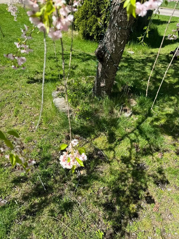 Affordable outdoor landscaping for homes across Chester, NH - Maher Landscaping