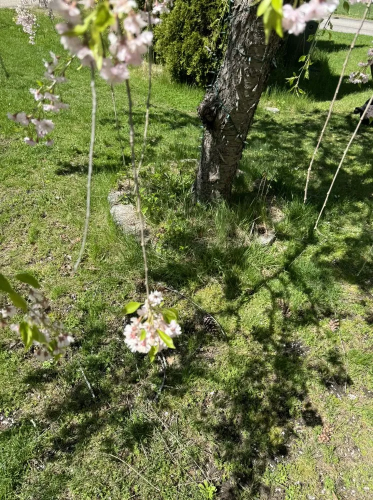 Trusted garden landscaping for beautiful yards in Chester, NH by Maher Landscaping