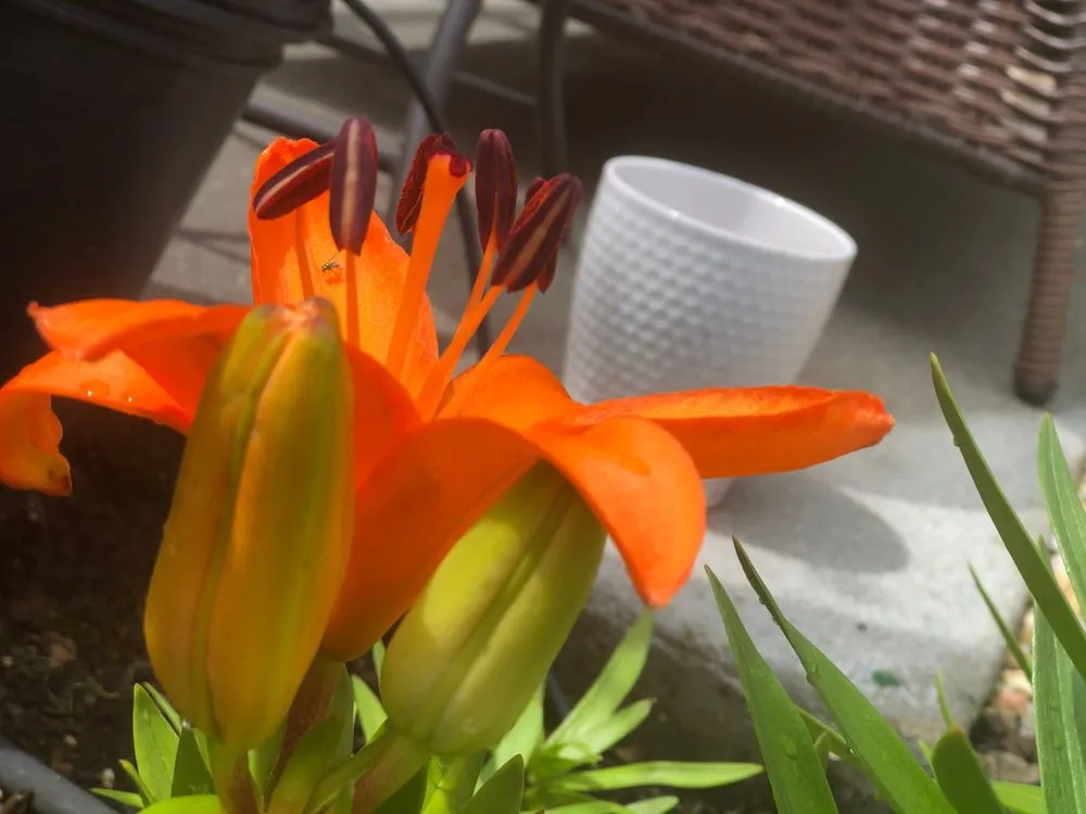 Custom outdoor landscaping for beautiful yards across Baton Rouge, LA - Mahogany Green Home Improvement & Landscape Design