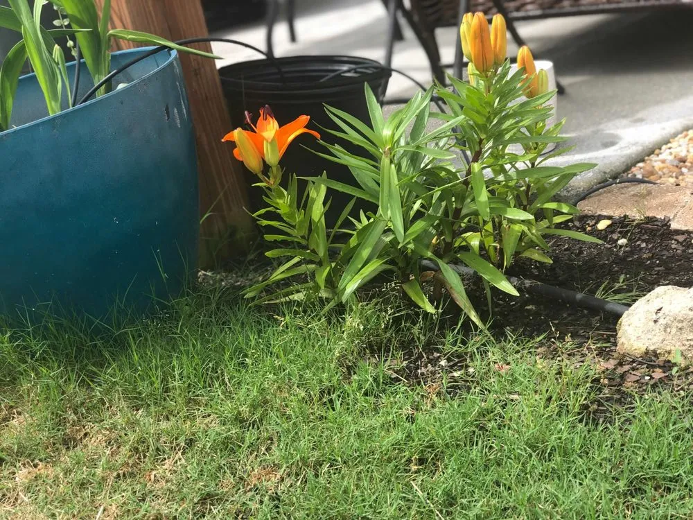 Custom lawn care service in Baton Rouge, LA - Mahogany Green Home Improvement & Landscape Design