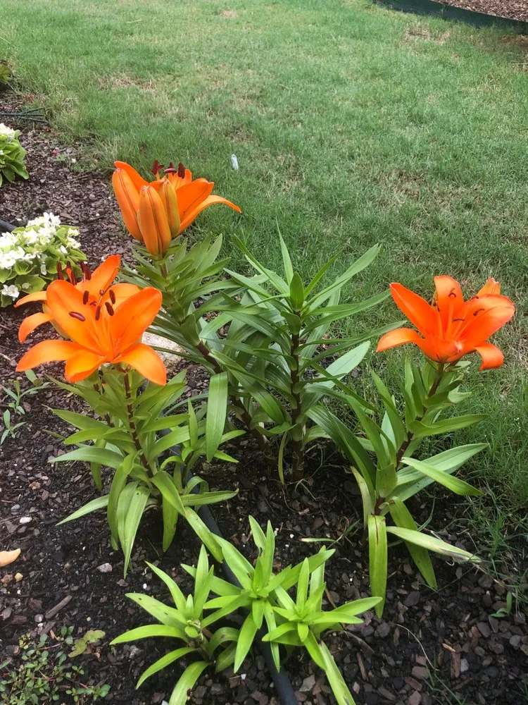 Affordable landscape installation for outdoor upgrades in Baton Rouge, LA by Mahogany Green Home Improvement & Landscape Design