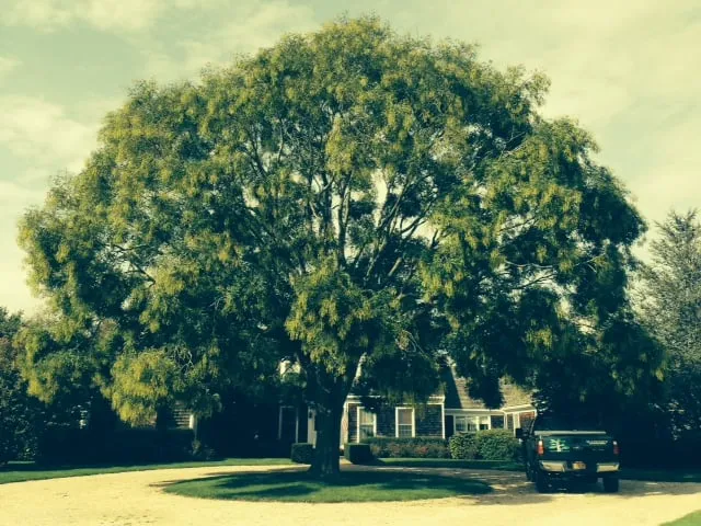 Custom landscape installation for year-round maintenance in Southampton, NY by Mahoney Associates Inc.