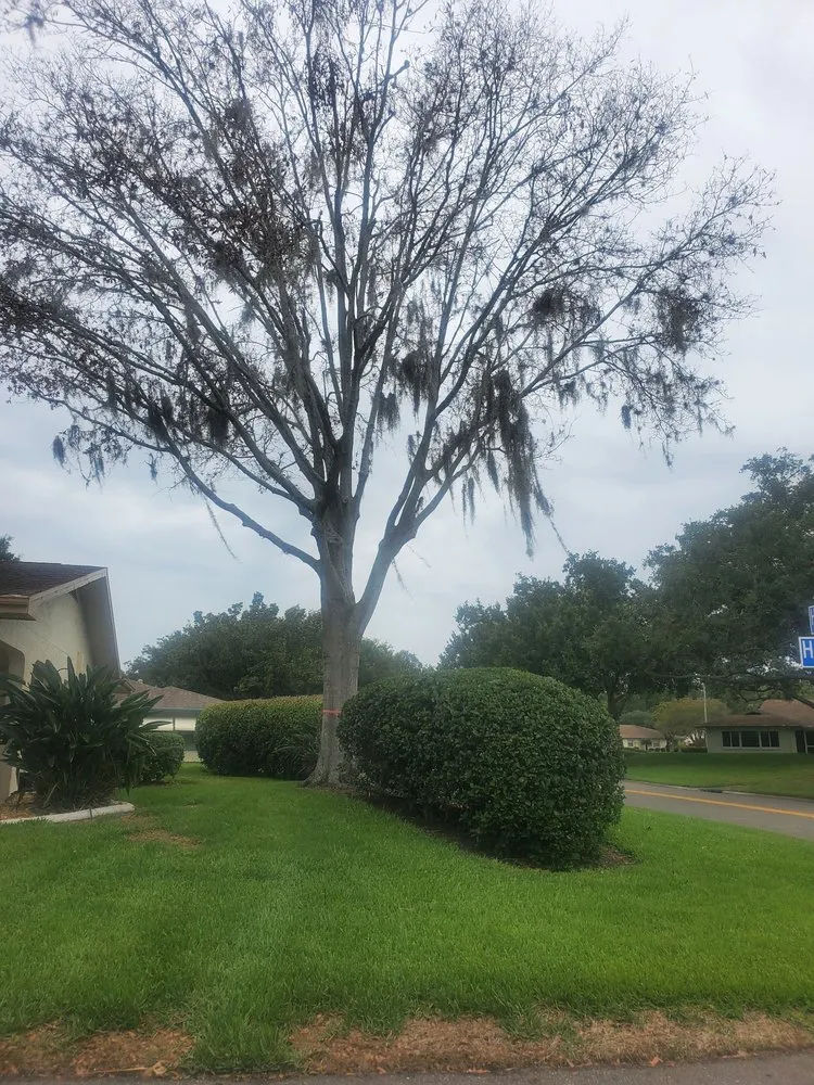 Custom landscape installation experts serving Seffner, FL - Mahoney Professional Tree Service